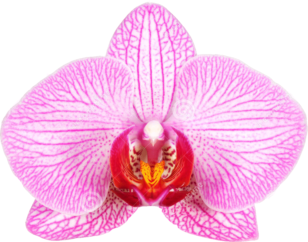 orchidFPO - با جراحی واژینوپلاستی و لابیاپلاستی آشنا شوید