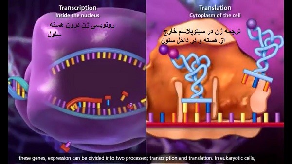 ترجمه و رونویسی ژن پروتئین جوانسازی