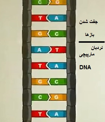 آسیب DNA و آزمایش DNA