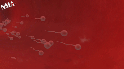 دیدار تخمک و اسپرم در دنیای ناباروری